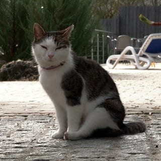 Kater Louis auf dem Gelände der Sauna im Bad Blau in Blauheim