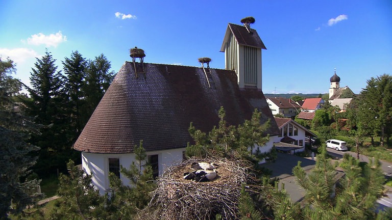 Kirche mit Storchennestern