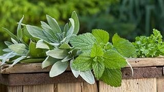 Verschiedene Kräuter wie Salbei, Minze & Petersilie liegen auf einem Holzbrett im Garten.