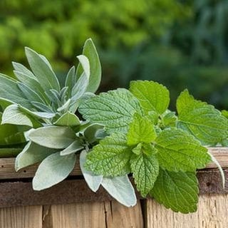 Verschiedene Kräuter wie Salbei, Minze & Petersilie liegen auf einem Holzbrett im Garten.