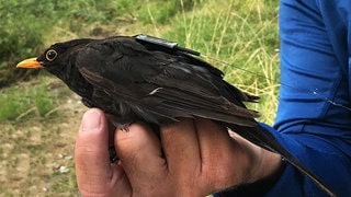 Projekt Icarus - Amsel mit Peilsender