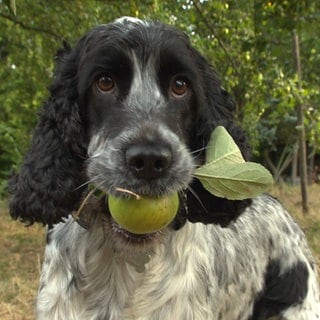 Hund mit Apfel im Maul