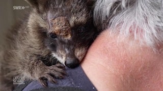 ein verletzter Waschbär kuschelt sich in den Nacken seines Retters