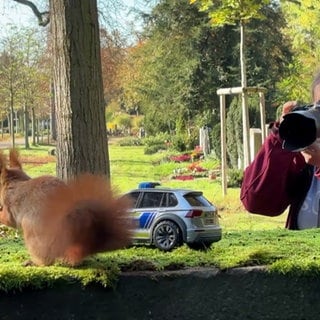 Sibylle fotografiert ein Eichhörnchen