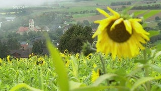 Blick auf die Gemeinde Tengen