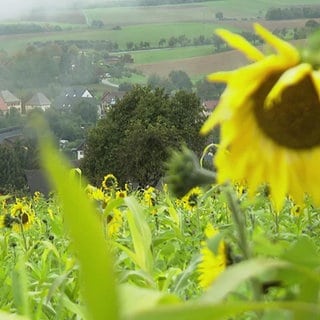 Blick auf die Gemeinde Tengen