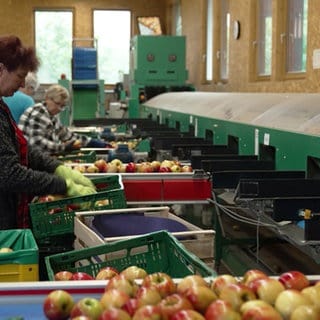 Hofgeschichten: Erntezeit auf dem Bauernhof