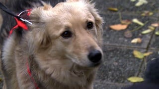 Beim Mantrailing suchen Hunde nach vermissten Personen