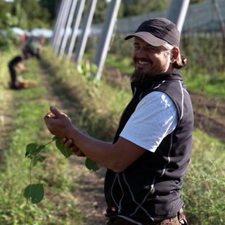 Bio-Landwirt Johannes Bentele bei der Hopfenernte in Tettnang am Bodensee.