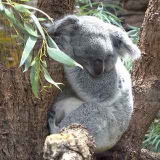 Ein schlafender Koala in der Wilhelma