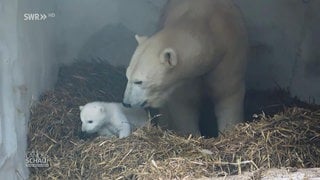 Eisbären-Nachwuchs im Karlsruher Zoo