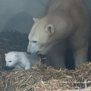 Eisbären-Nachwuchs im Karlsruher Zoo