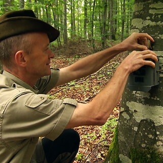 Luchsbeauftragter Armin Hafner installiert Luchskamera im Naturpark Obere Donau