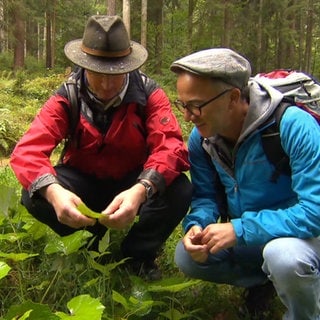 Zwei Männer suchen im Wald nach Wildkräutern