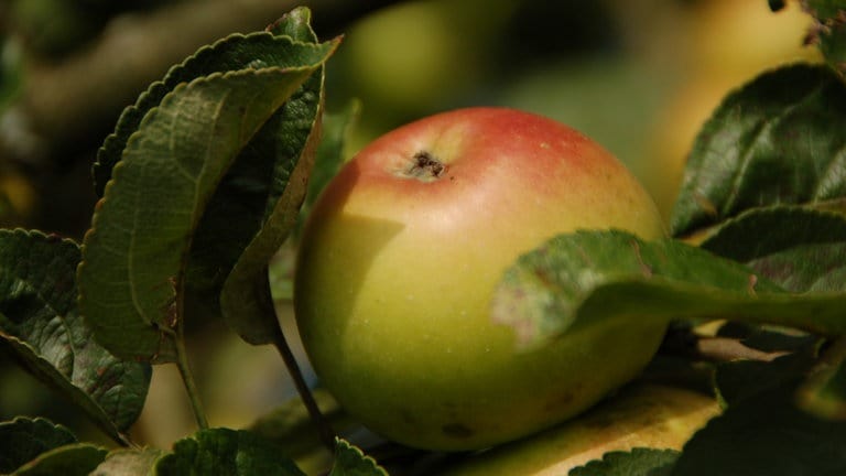 Auf der Streuobstwiese