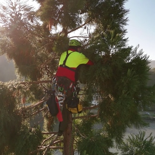 Ein Kletterer hängt die Lichterkette and die Äste des Mammutbaums