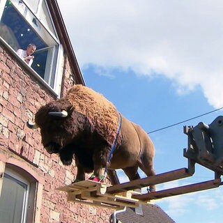 Ein Kran hebt einen lebensgroßen Steiff-Bison in die Höhe