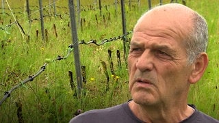 Unbekannte zerstören Weinberg in Otterstadt