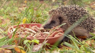 Igel an einer Futterschüssel, frißt sich Winterspeck an.