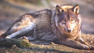 Nicht überall willkommen: Die Rückkehr des Wolfes in Rheinland-Pfalz sorgt für Diskussionen