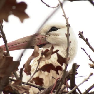 Storch