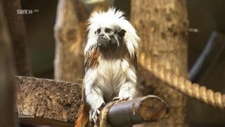 Krallenäffchen im Tropenhaus im Zoo Kaiserslautern