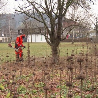 Ein Stadtarbeiter mäht in einem Park