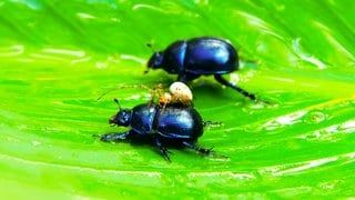 Ob Falter, Biene, Käfer oder Libellen: Insekten beobachten und dabei die Natur vor der eigenen Haustür besser kennenlernen – das ist der Insektensommer des Nabu.