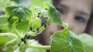 Blattläuse. Schluss mit Ungeziefer im Garten! Wir verraten Ihnen, wie sie umweltfreundlich gegen Blattläuse, Ameisen und andere Schädlinge vorgehen. Einfache Hausmittel mit großer Wirkung.