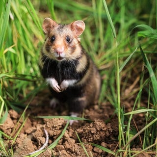 Der Feldhamste soll mit gezielter Förderung vor dem Aussterben gerettet werden. Das Beuteltier -lateinisch Cricetus cricetus - wird auch gezüchtet.