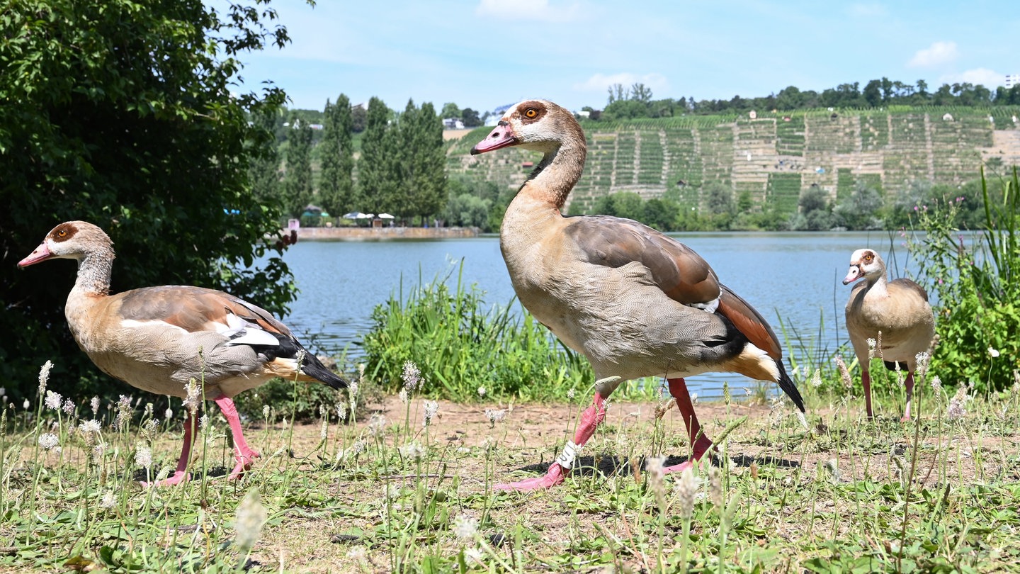 Nilgänse auf Futtersuche