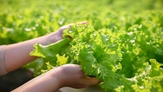 Zwei Hände halten einen Salat