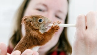 Tierpflegerin füttert ein aus dem Nest gefallenes Eichhorn-Junges.