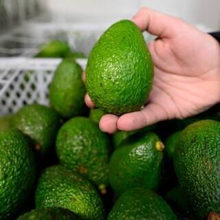 Mann hält Avocado in der Hand