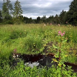 Ein Bach mit Moorwasser fließt im Degermoos hinter Indischem Springkraut. 