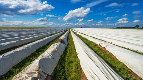 Bis zum Horizont erstecken sich ein Spargelfeld auf dem spargel in langen Reihen unter Schwarz-Weiß-Folie angebaut wird. In den Gräben ziwschen den Spargel-Dämmen wächst Unkaut.