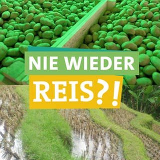 In der Bildmitte hält Ökocheckerin Lea Spraul eine dicke Kartoffel und ein Glas Reis in ihren Händen. Sie schaut unentschlossen in die Kamera. Davor steht "Nie wieder Reis?!" geschrieben, jeweils unterlegt von farbigen Bändern. Im Hintergrund links sind Kartoffeln in einem Lager unter grünem Licht, und rechts geflutete Reisterrassen zu sehen. Immer wieder wird in Reis krebserregendes Arsen nachgewiesen. Und: Der Reisanbau belastet die Umwelt stärker als der heimische Kartoffelanbau. Gibt es Ausnahmen und Lösungen? 