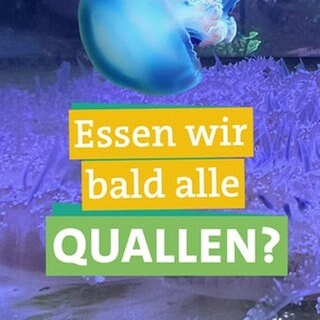 Ökocheckerin Katharina Röben checkt Quallen als Essen der Zukunft. In der rechten Bildhälfte schaut Ökocheckerin Katharina Röben skeptisch in die Kamera. Davor steht "Essen wir bald alle Quallen?" geschrieben, jeweils unterlegt von farbigen Bändern. Im Hintergrund sind Quallen zu erkennen.