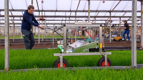 Ken Dohrmann, Mitgründer der "Salifaktur", erntet in seinem Gewächshaus Meeresspargel, auch Salicornia gennant, während im Hintergrund eine Mitarbeiterin Salz in den Boden einbringt.