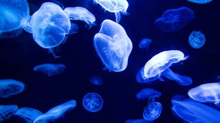 Viele weiße Quallen mit breiten Schirmen schwimmen durch das dunkelblaue Wasser.