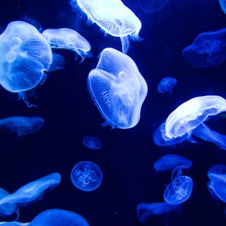 Viele weiße Quallen mit breiten Schirmen schwimmen durch das dunkelblaue Wasser.