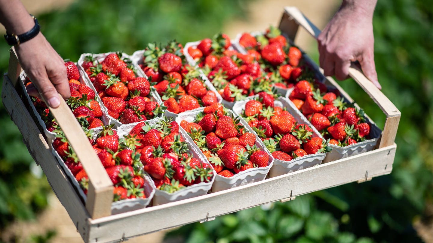 Zwei Hände tragen eine Steige Erdbeeren gefüllt mit Erdbeerschälchen über ein Selbstpflücker-Erdbeerfeld.