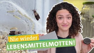 In der Bildmittel hält Ökocheckerin Maral eine gestreifte Pheromonfalle in der Hand. Davor steht "Nie wieder" "Lebensmittelmotten" geschrieben, jeweils unterlegt von farbigen Bändern. Links neben Maral sind zwei große Motten zu sehen. Im Hintergrund ist links Gespinst und Larven unscharf zu erkennen, rechts einige Schraubgläser.