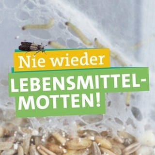 In der Bildmittel hält Ökocheckerin Maral eine gestreifte Pheromonfalle in der Hand. Davor steht "Nie wieder" "Lebensmittelmotten" geschrieben, jeweils unterlegt von farbigen Bändern. Links neben Maral sind zwei große Motten zu sehen. Im Hintergrund ist links Gespinst und Larven unscharf zu erkennen, rechts einige Schraubgläser.