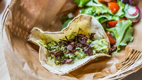 Eine Nahaufnahme zeigt einen Taco mit Guacamole und gerösteten Insekten. Im Hintergrund sind Salat und Tomaten für die weitere Füllung zu sehen.