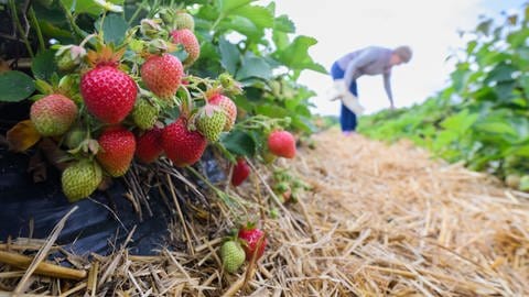 Eien Nahaufnahme zeigt Erdbeeren auf einem Damm im Freilandanbau, der mit Mulchfolie aus Plastik abgedeckt ist. Zwischen den Erdbeerdämmen ist Stroh ausgelegt. Im Hintergrund pflückt eine Frau Erdbeeren.