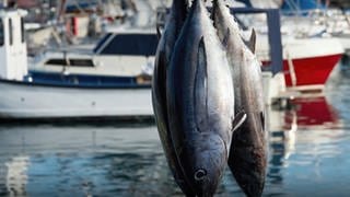 Drei Thunfische hängen über dem Gewässer