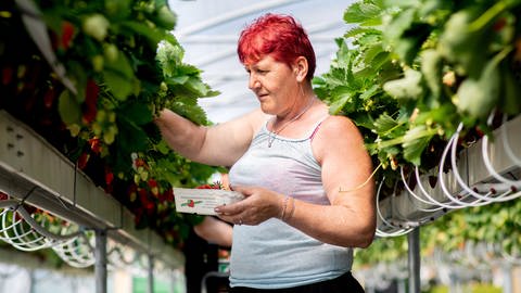 Eine Frau mit rotem Kutzhaarschnitt steht in einer Stellagenkultur Erdbeeren. Sie pflückt die Frucht von der Erdbeerpflanze, die auf angenehmer Pflüchhöhe in Reihen in den Stellagen wächst.