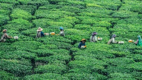 Teeplantage bzw. Teefeld mit Pflückern. Sieben Pflücker sind auf dem Teefeld und pflücken die Teeblätter von den Teepflanzen