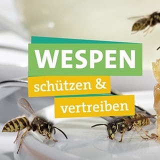 Auf der rechten Bildhälfte kreuzt Ökochecker Tobias Koch seine Hände schützend vor dem Körper. Links ist "Wespen", "schützen & vertreiben" unterlegt mit farbigen Bändern zu lesen. Im Hintergrund erkennt man Wespen auf einem Stück Kuchen in Nahaufnahme.